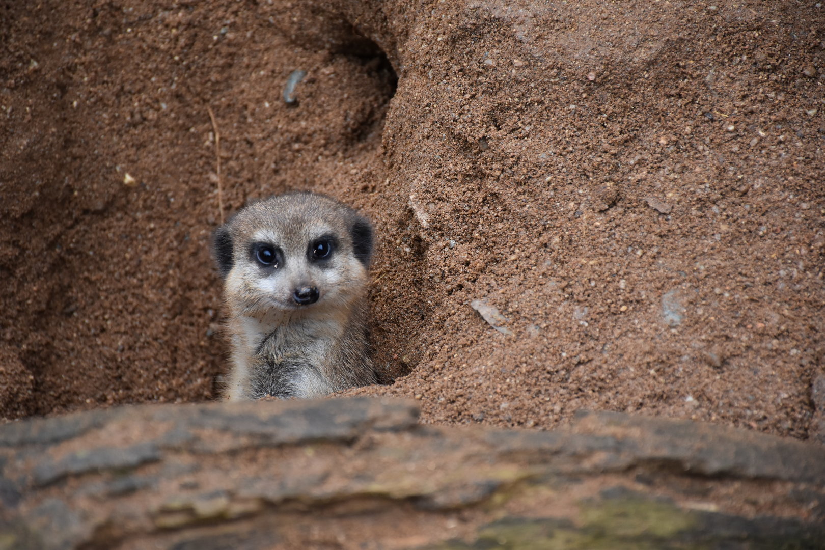 Meerkat