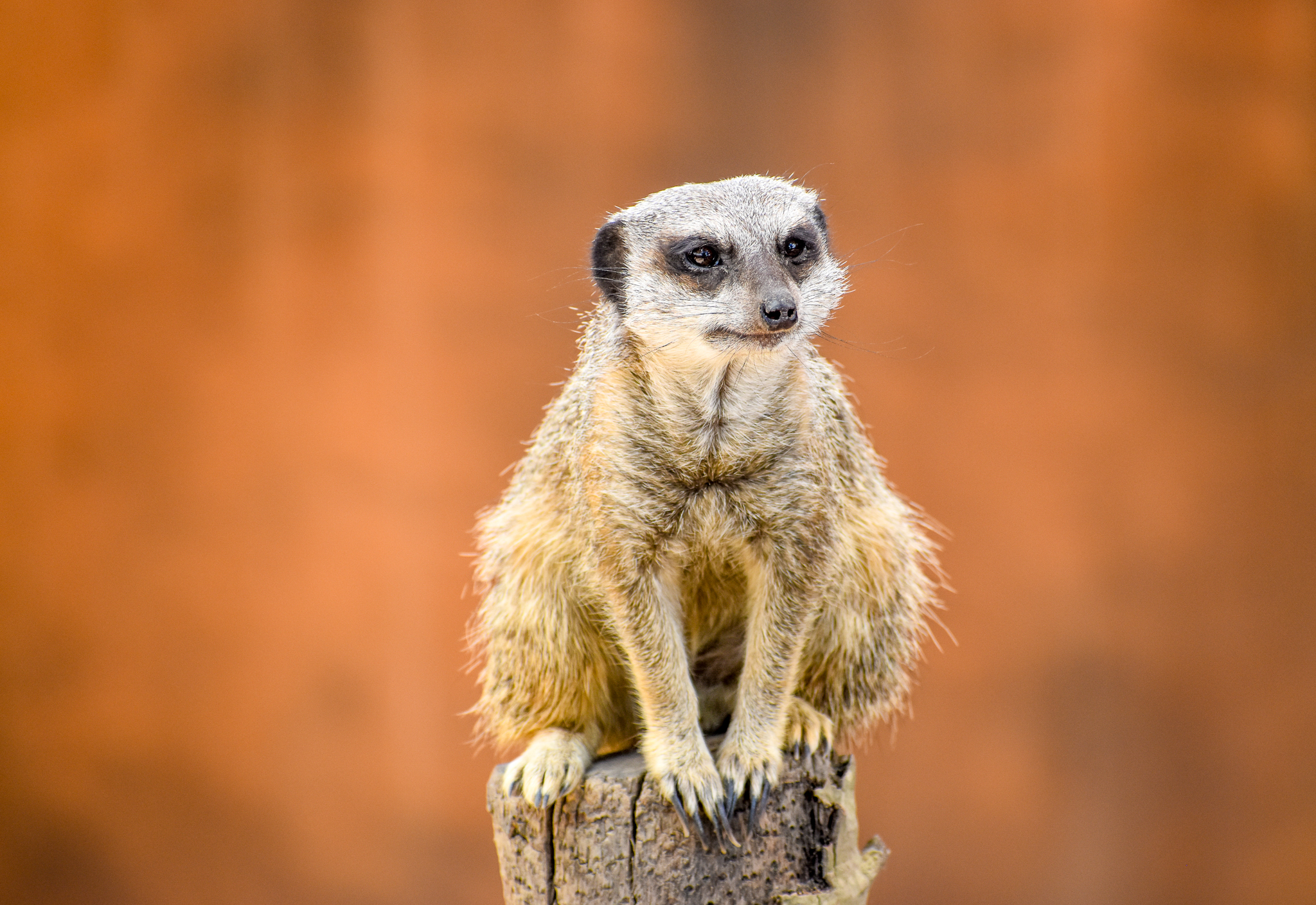 Meerkat