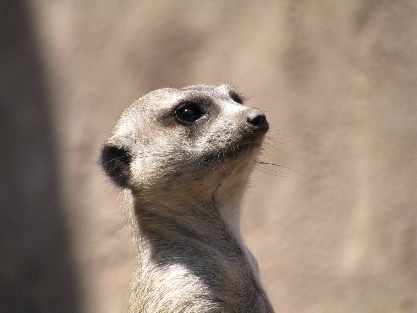 Meerkat