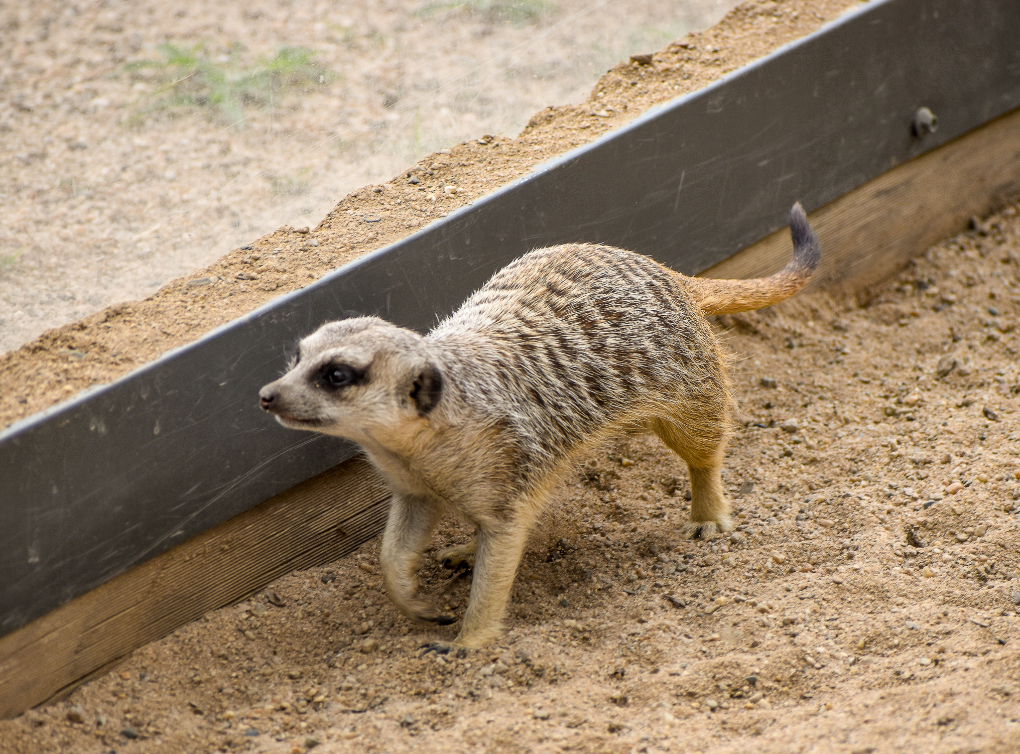 Meerkat