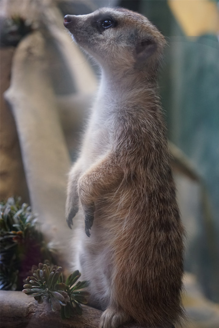 Meerkat