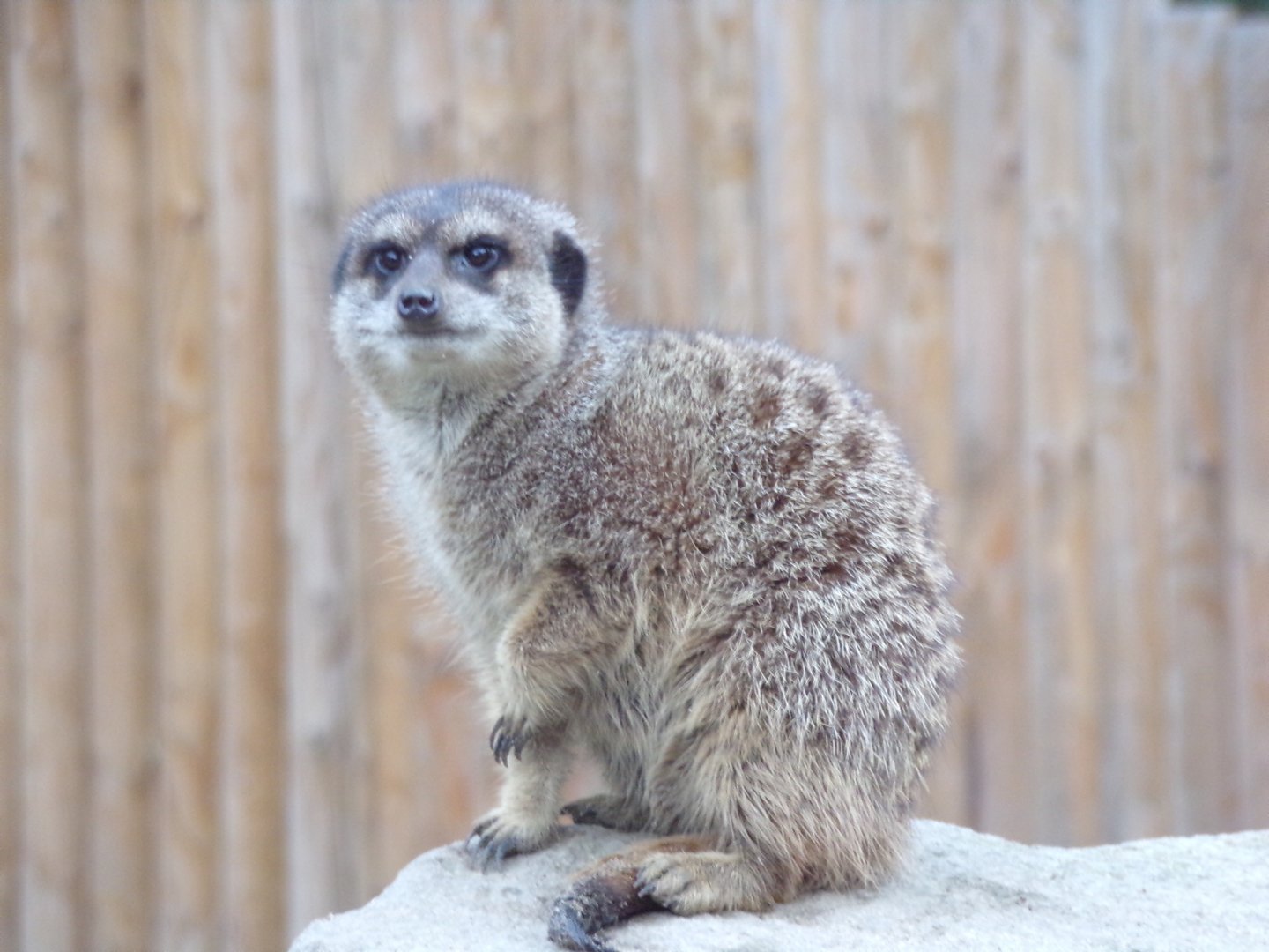 Meerkat