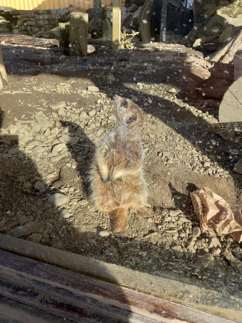 Meerkat