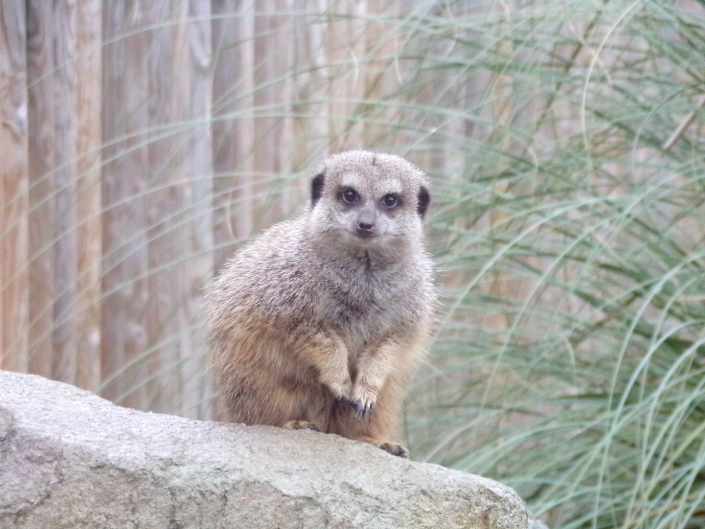 Meerkat