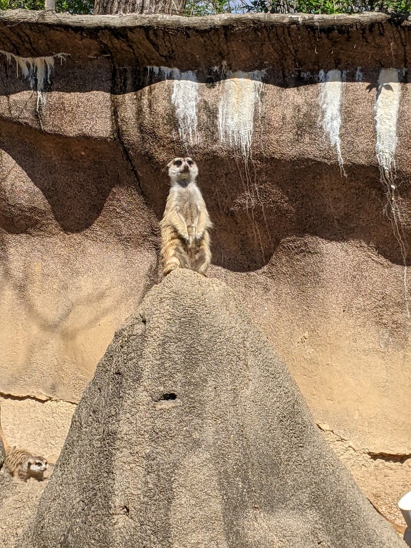 Meerkat