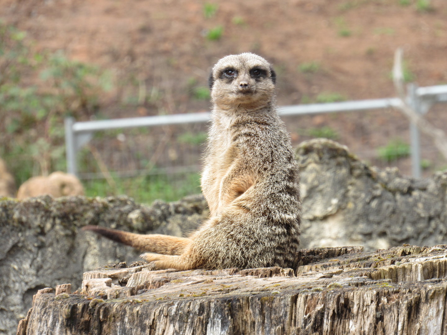 Meerkat