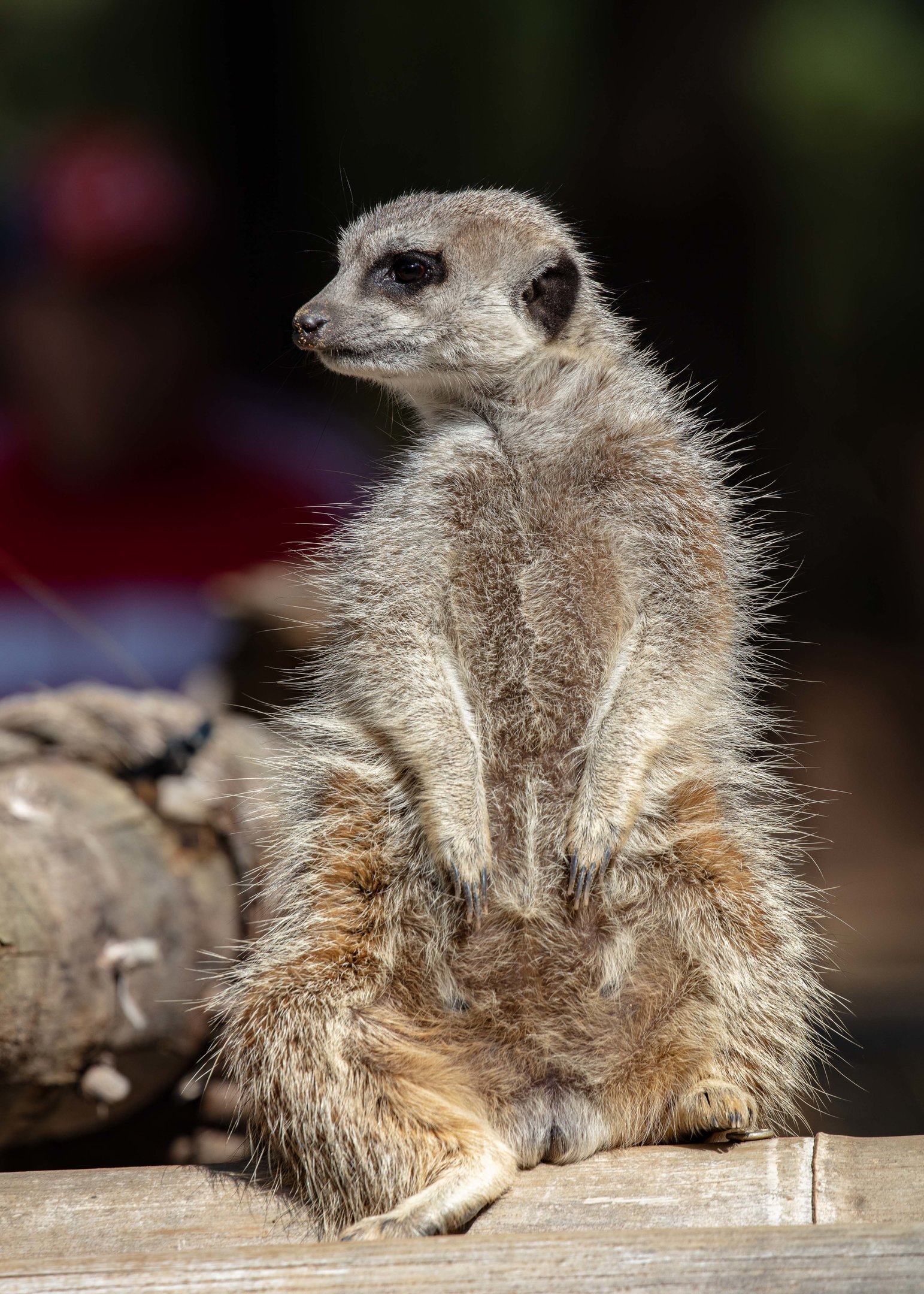 Meerkat