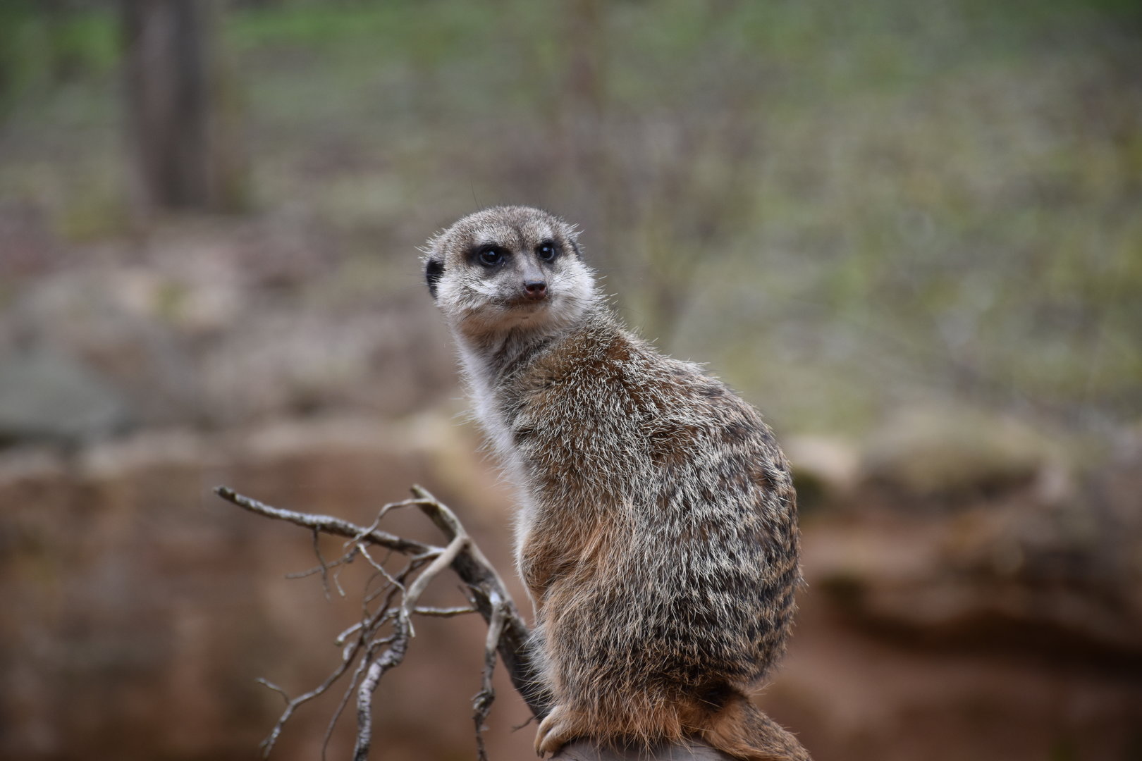 Meerkat