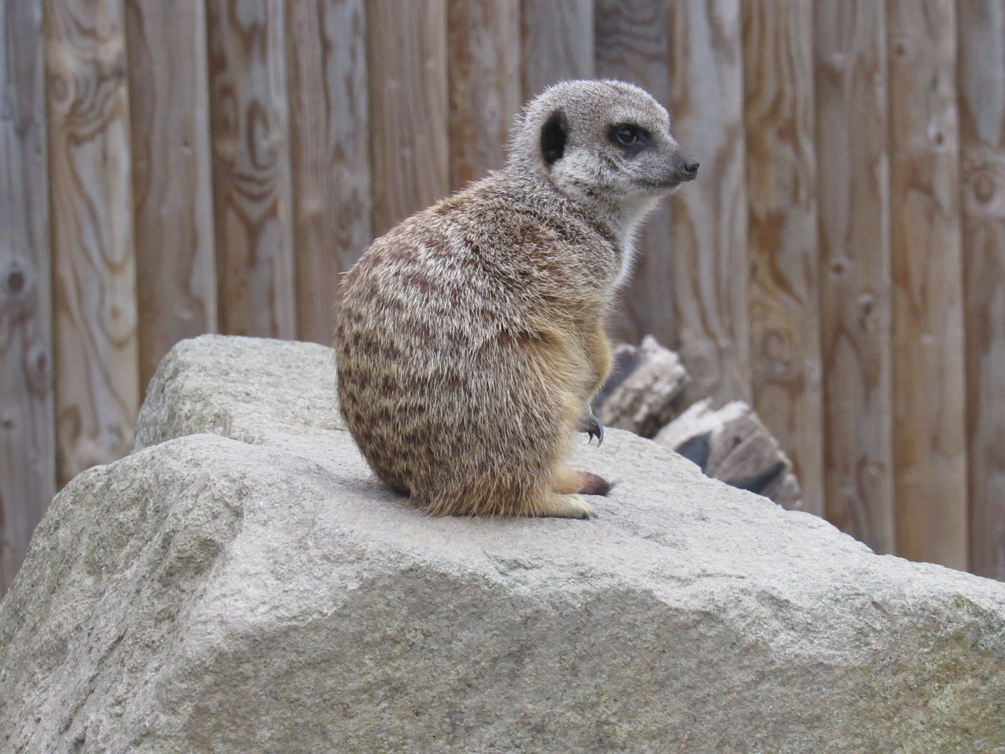 Meerkat