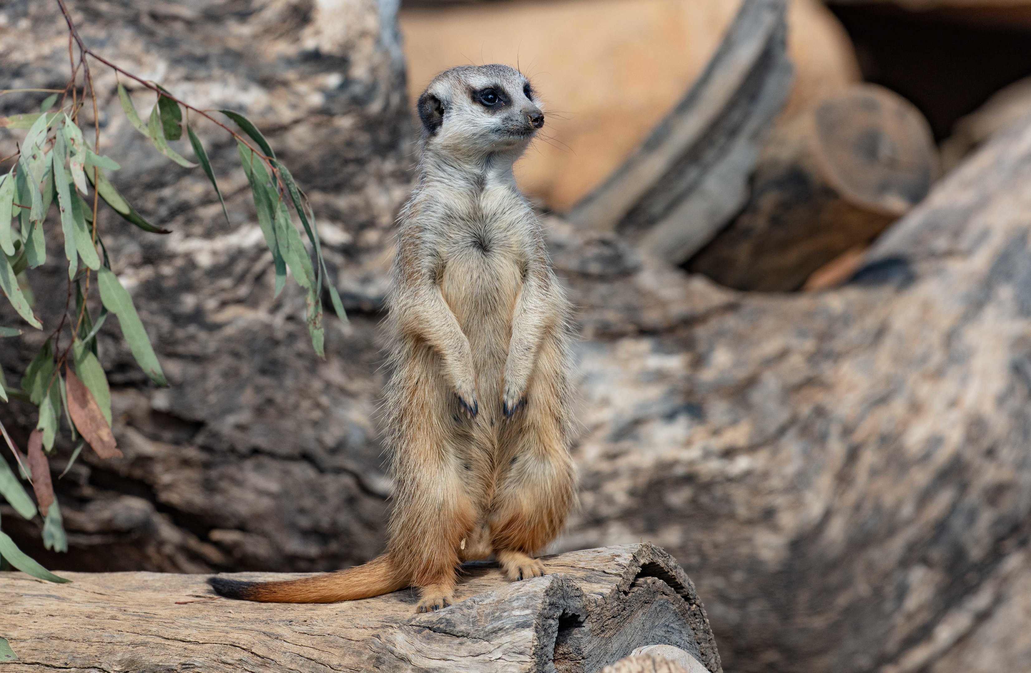 Meerkat