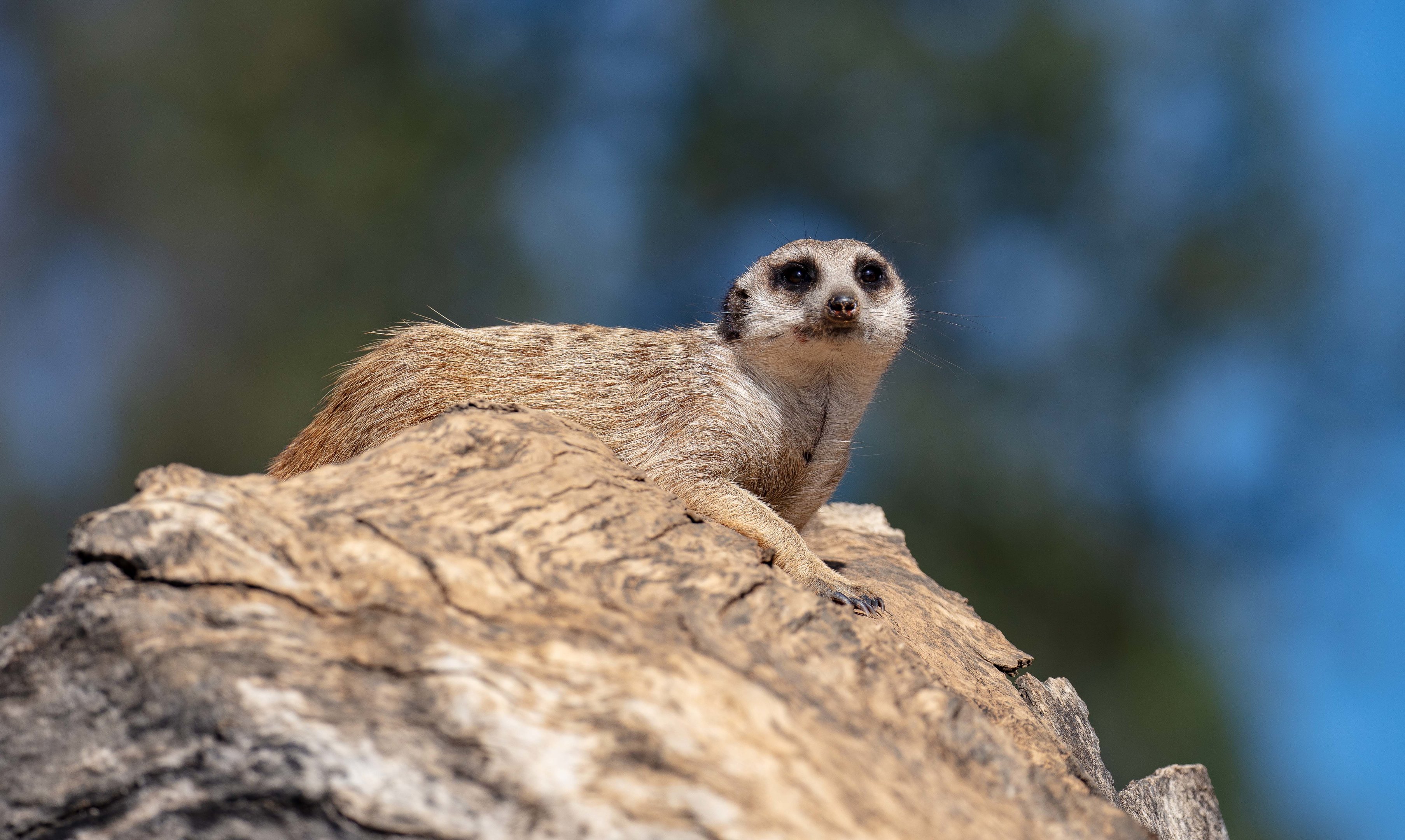 Meerkat