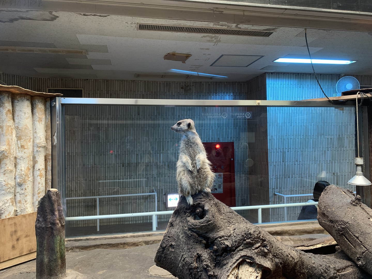 Meerkat