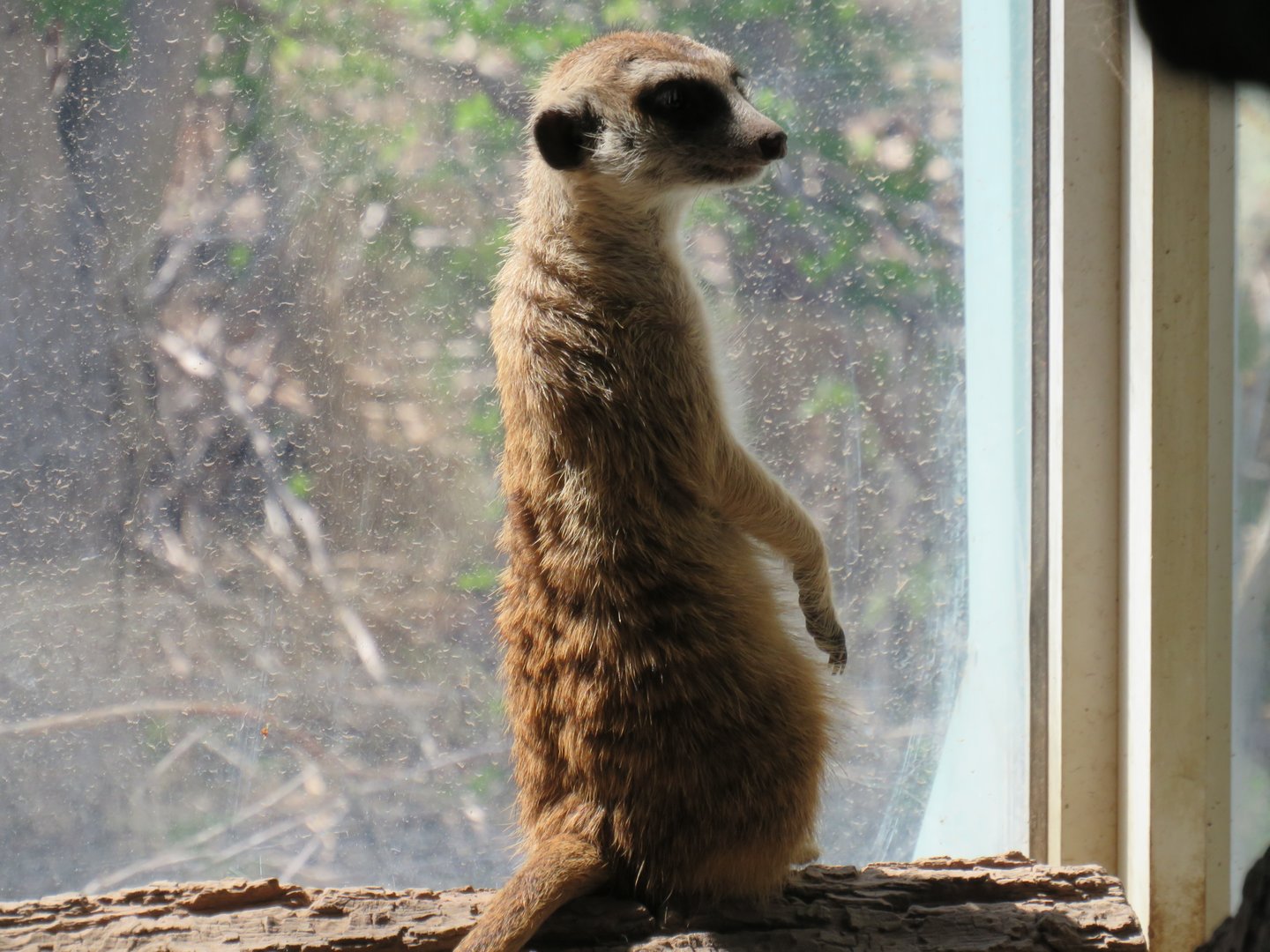 Meerkat