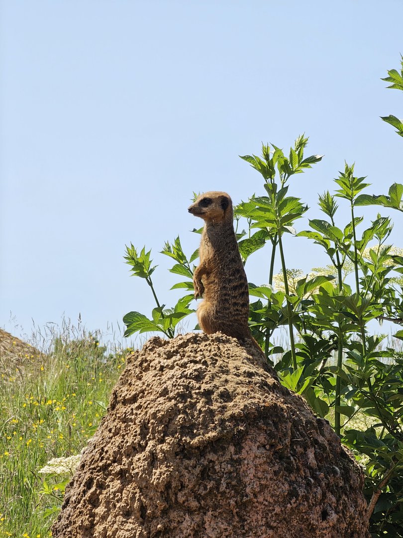 Meerkat