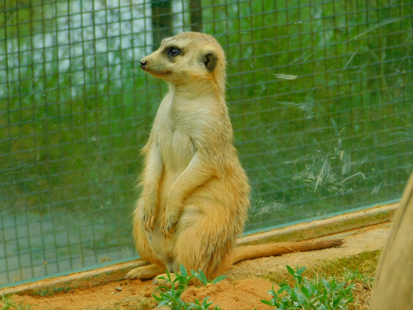 Meerkat