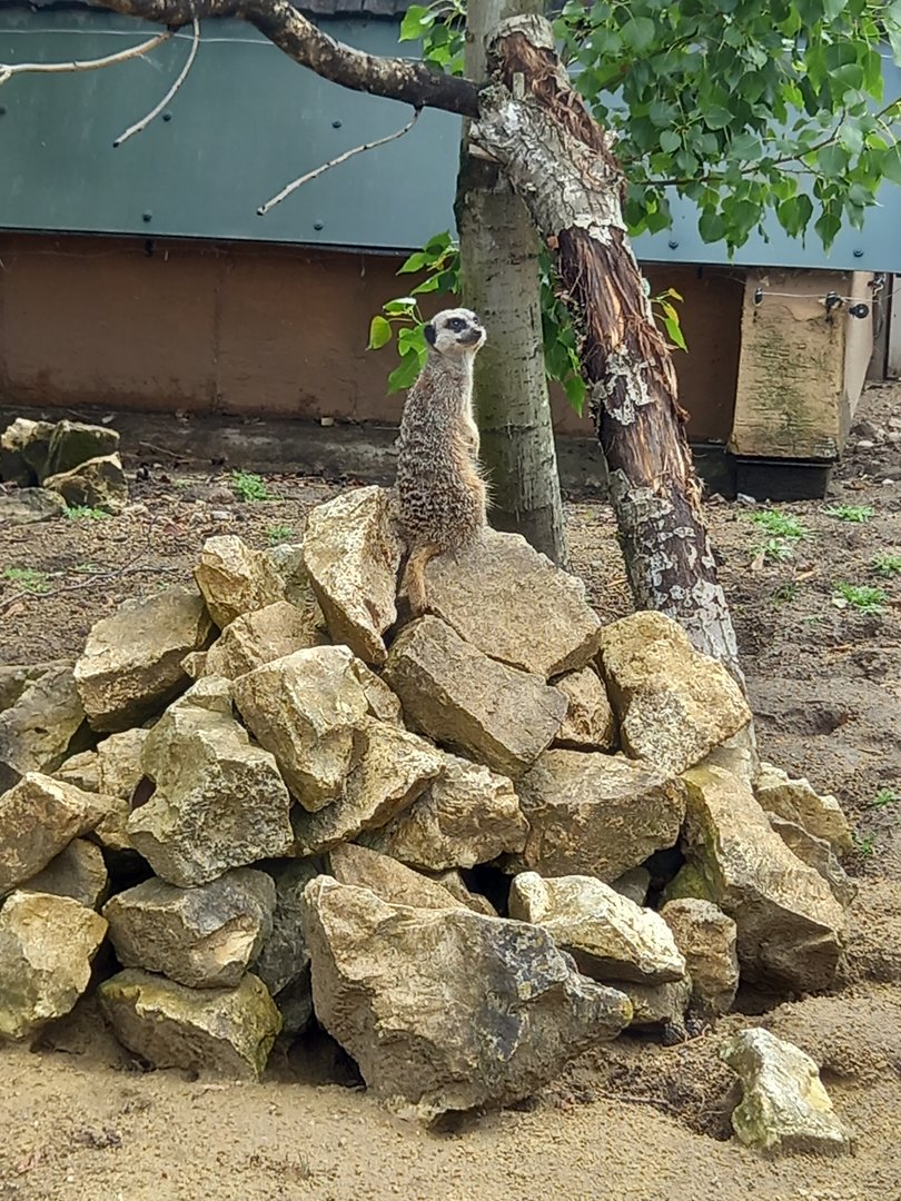 Meerkat