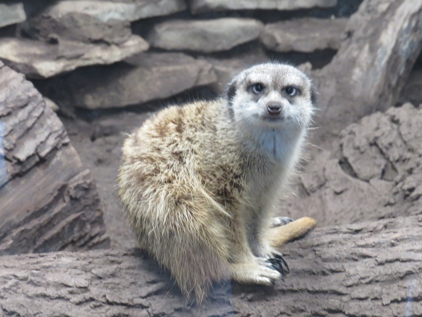 Meerkat