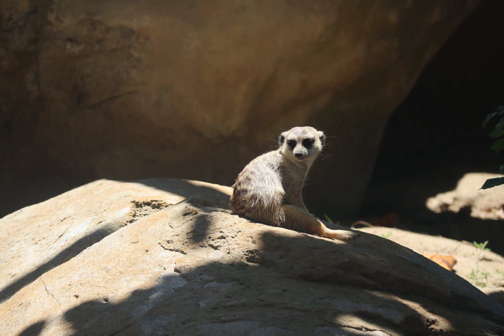 Meerkat