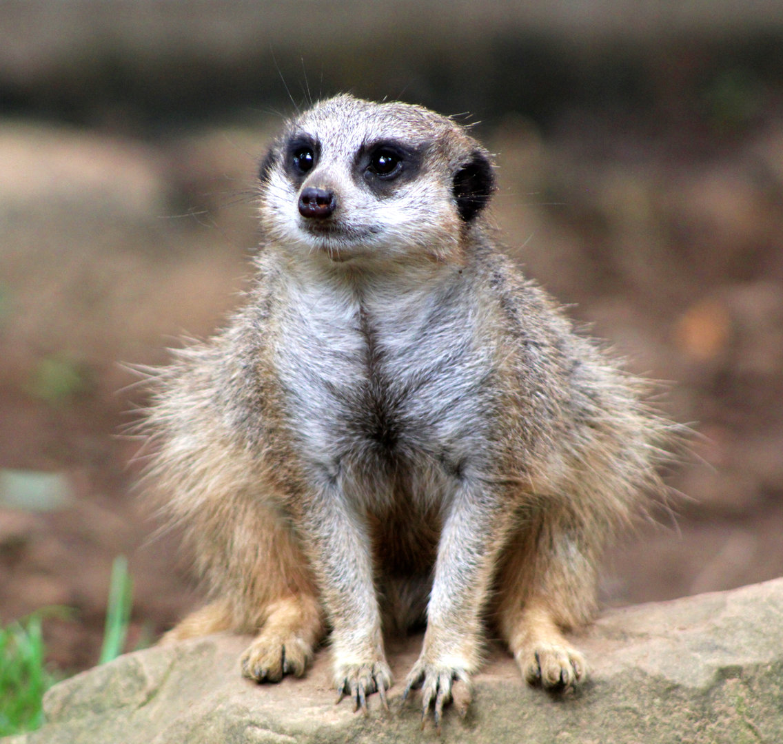 Meerkat