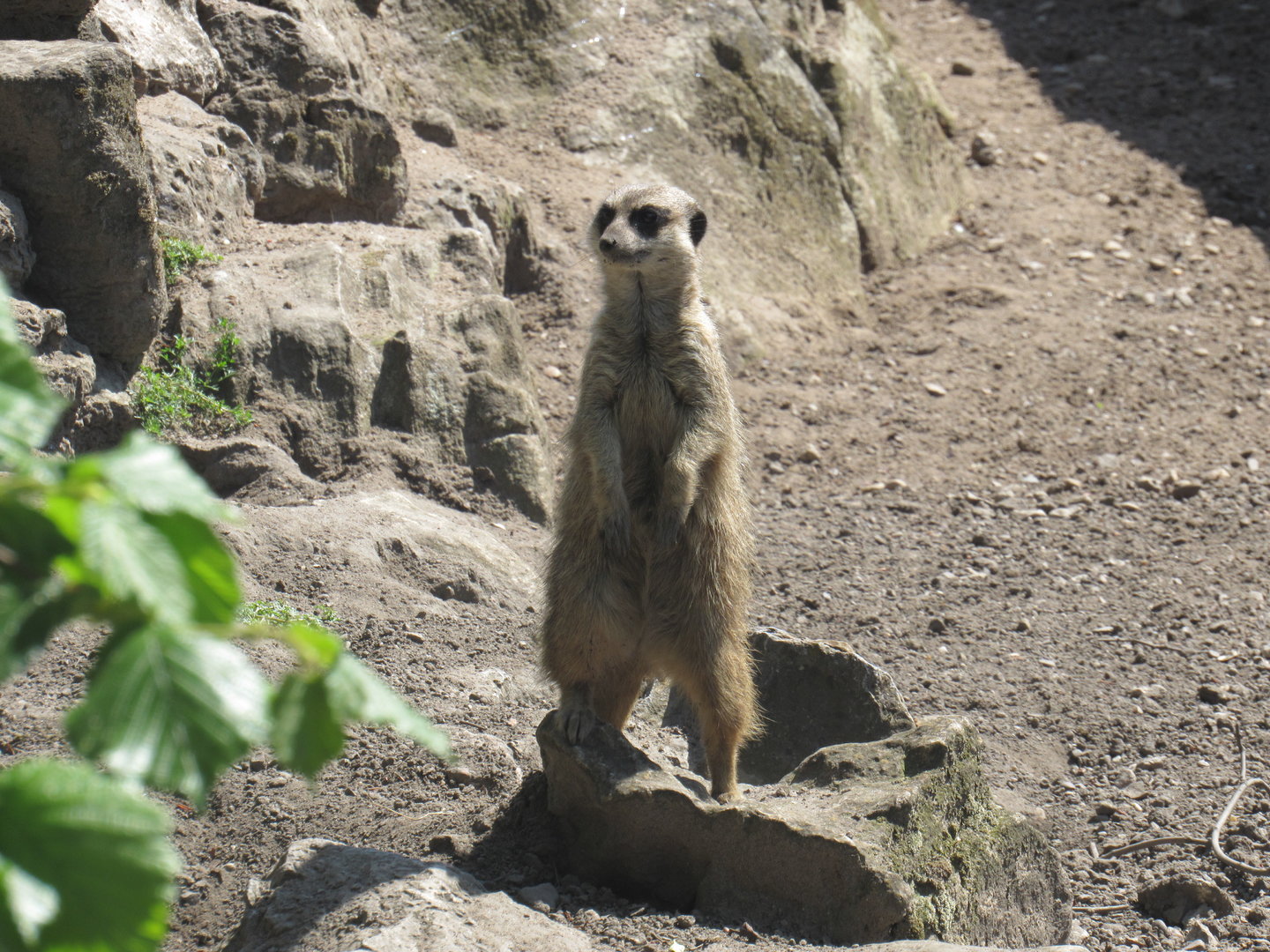 Meerkat