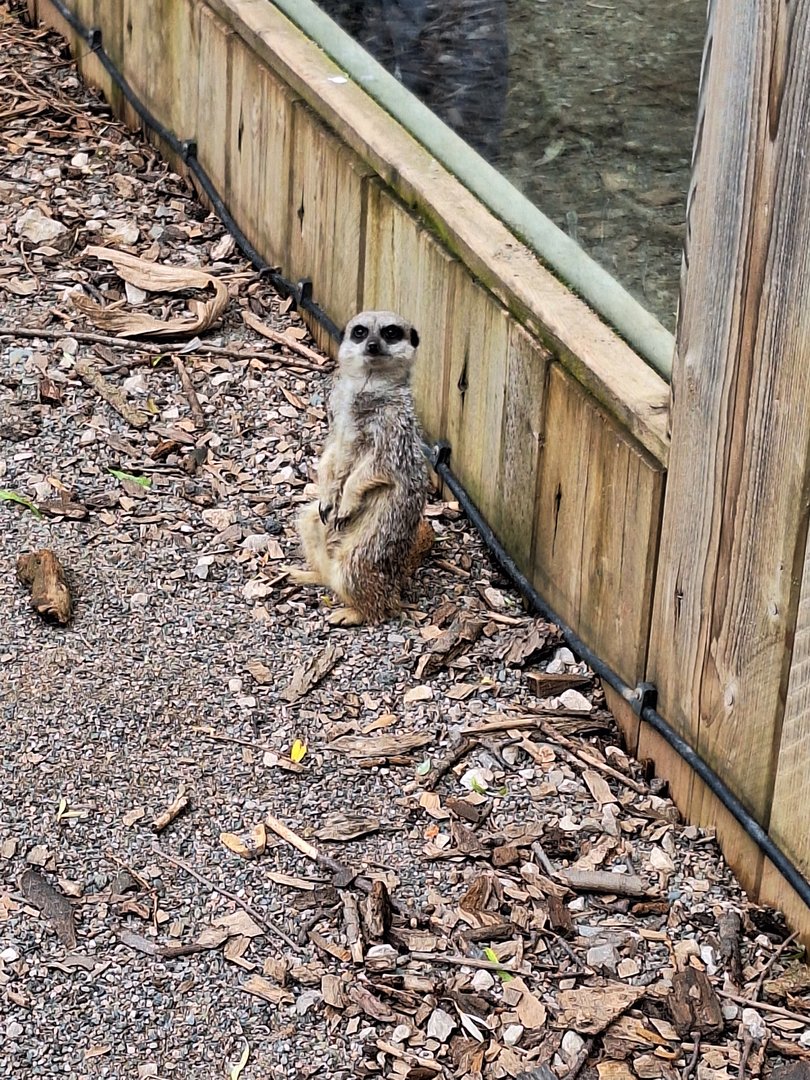 Meerkat