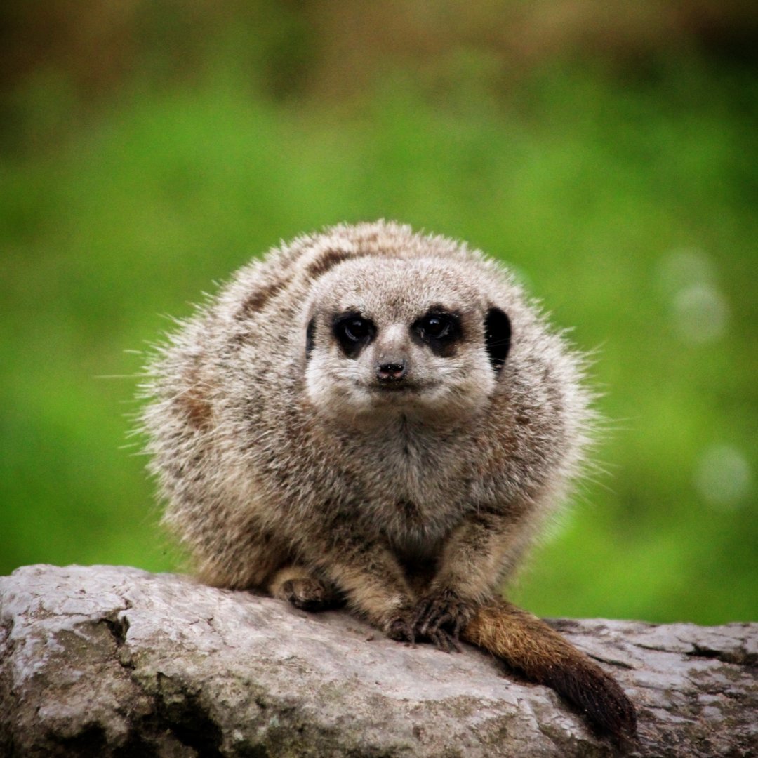 Meerkat