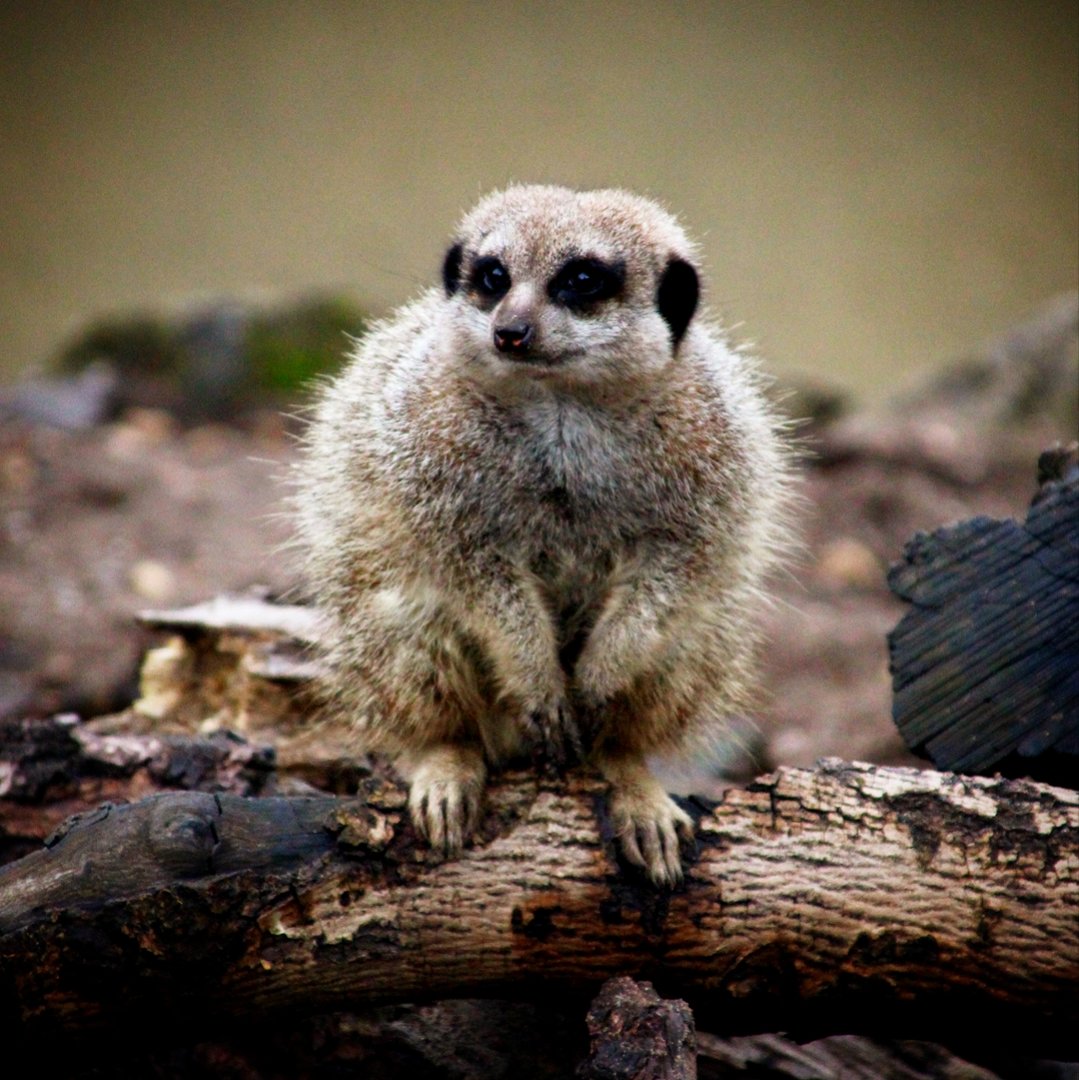Meerkat