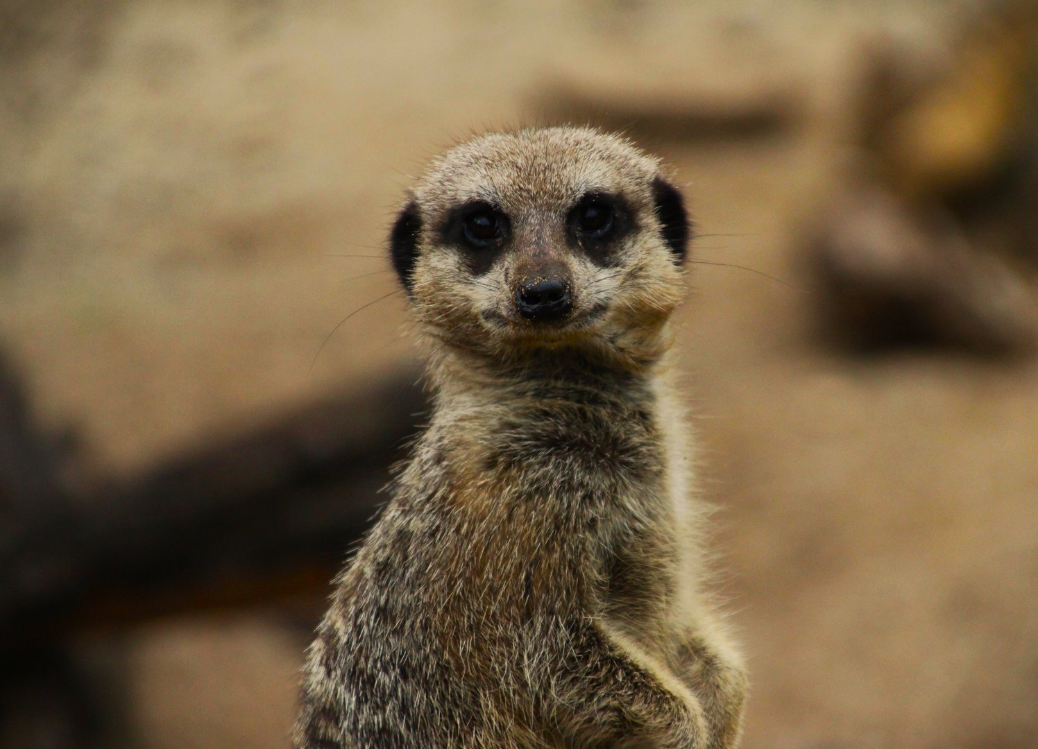 Meerkat