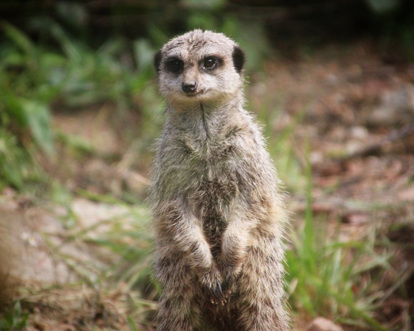 Meerkat