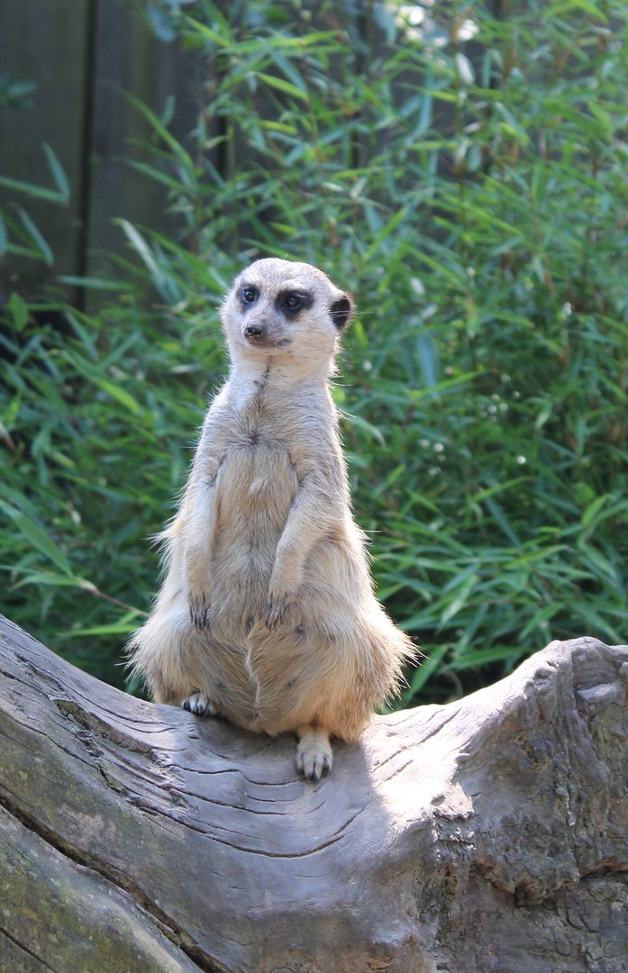 Meerkat