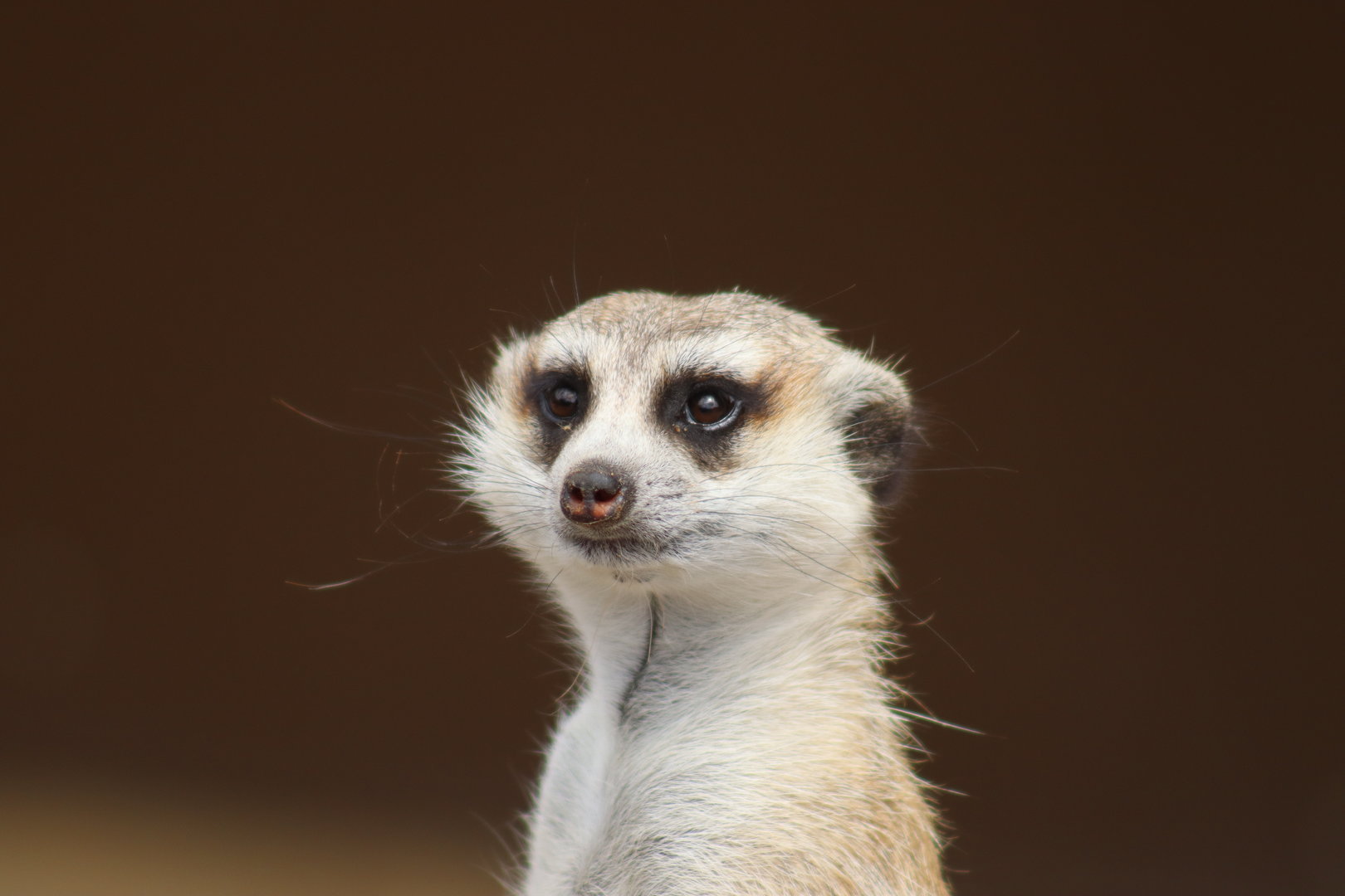 Meerkat