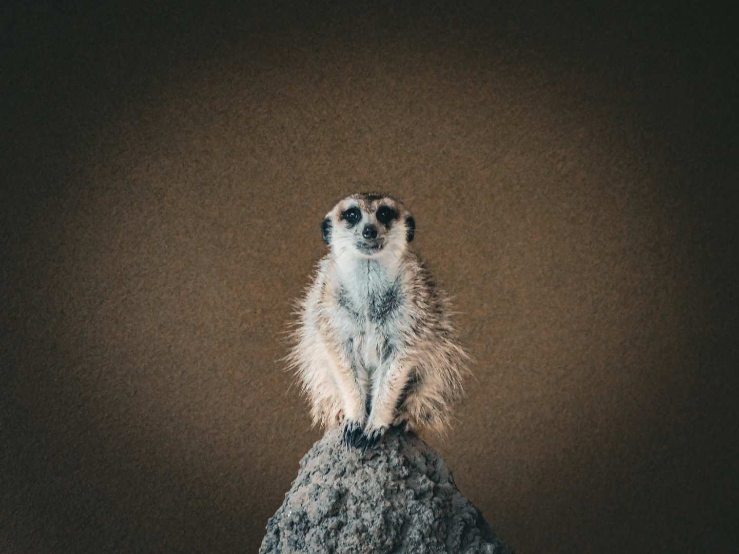 Meerkat