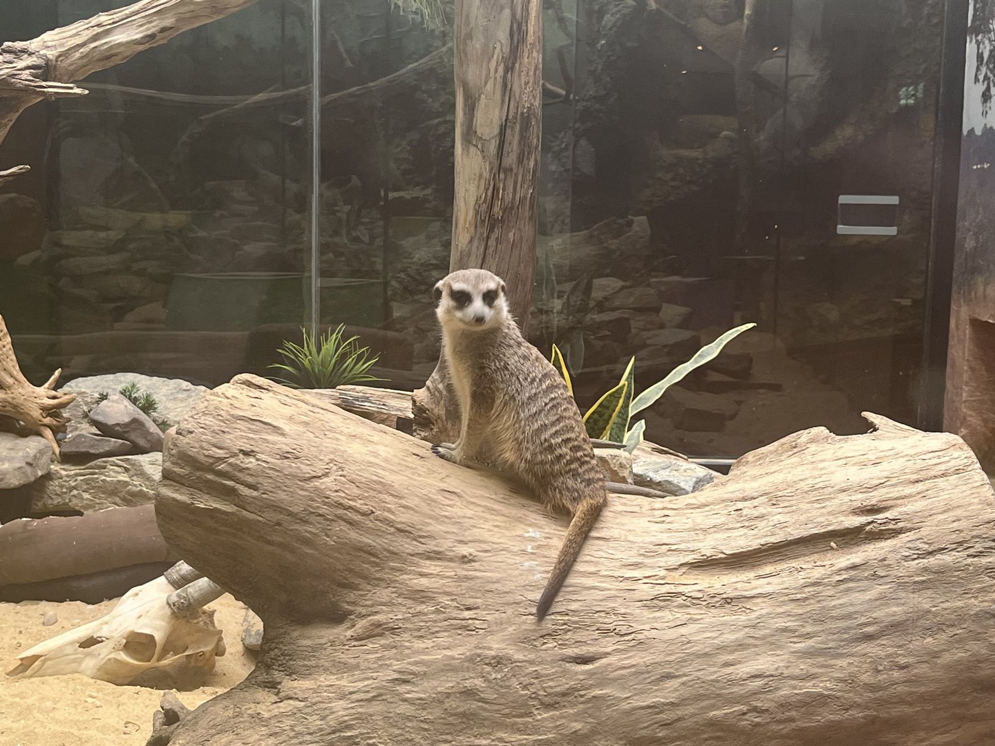 Meerkat