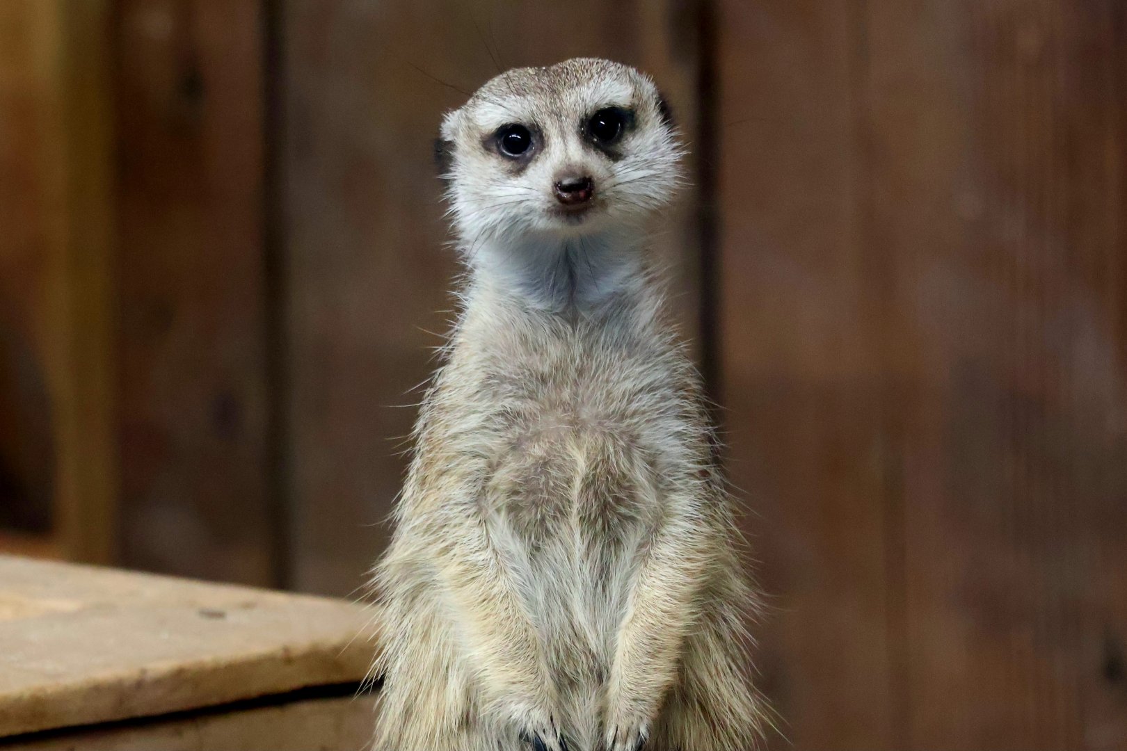 Meerkat