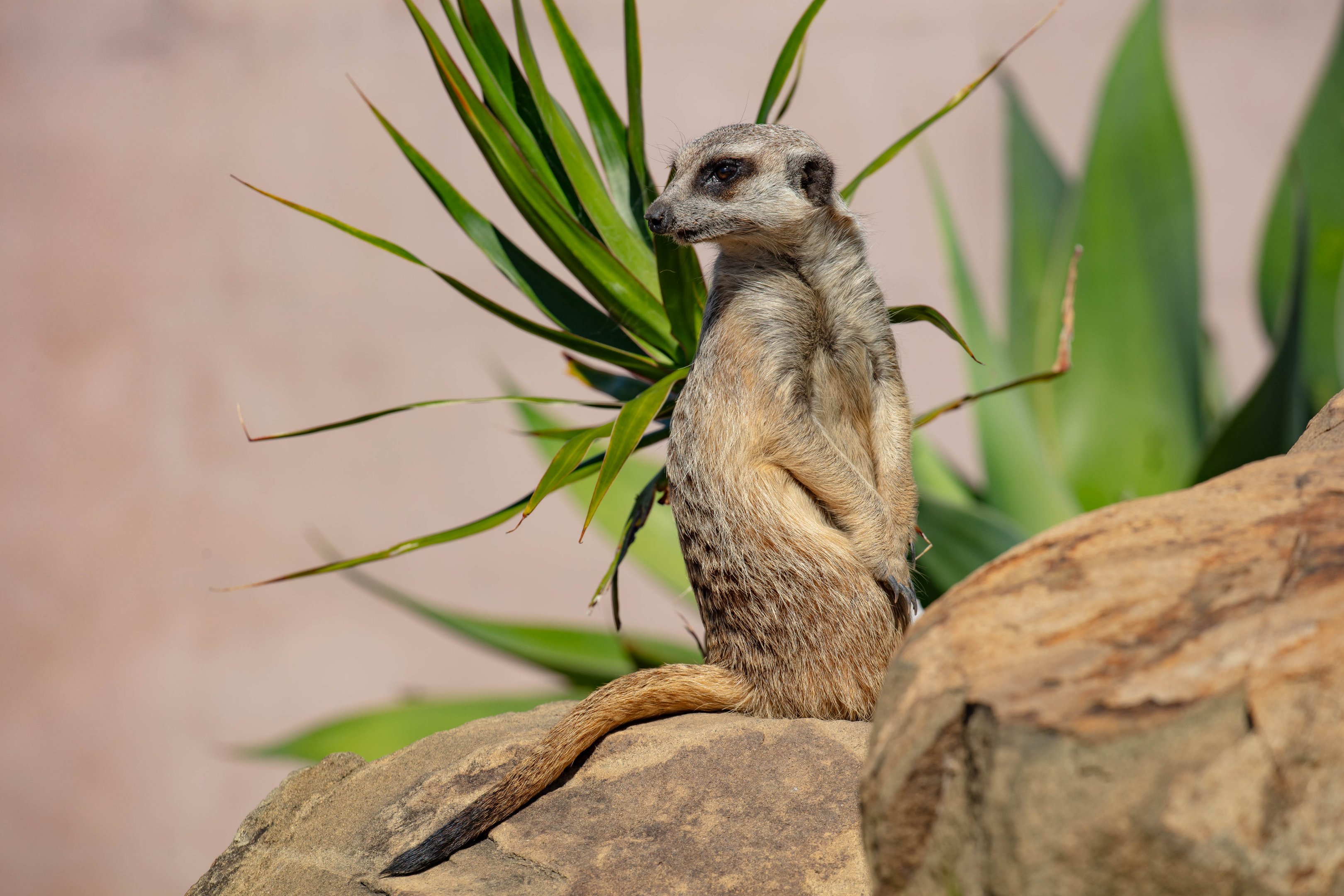 Meerkat