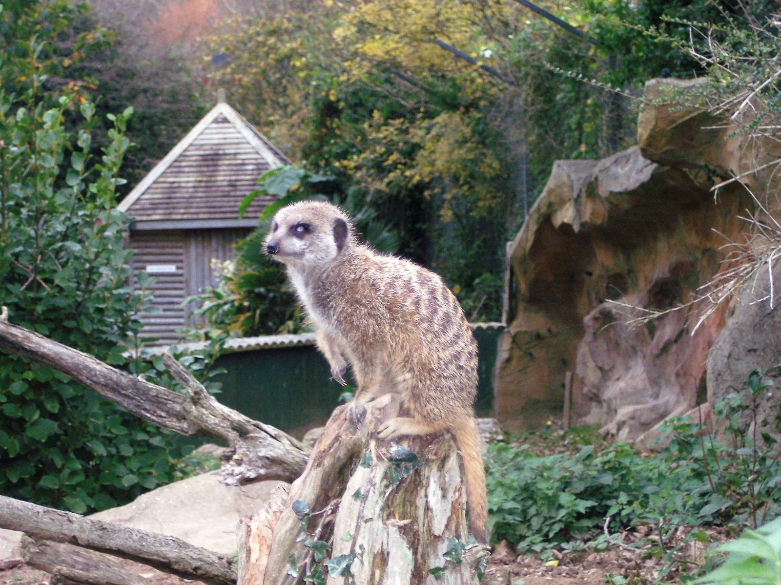 Meerkat
