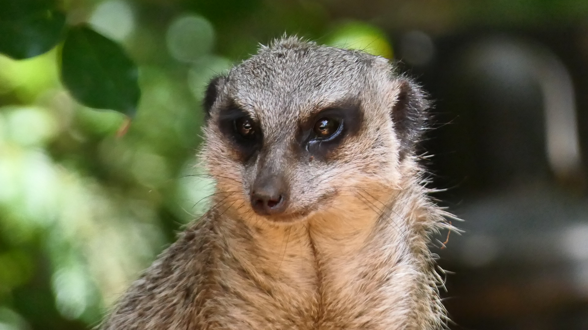 Meerkat