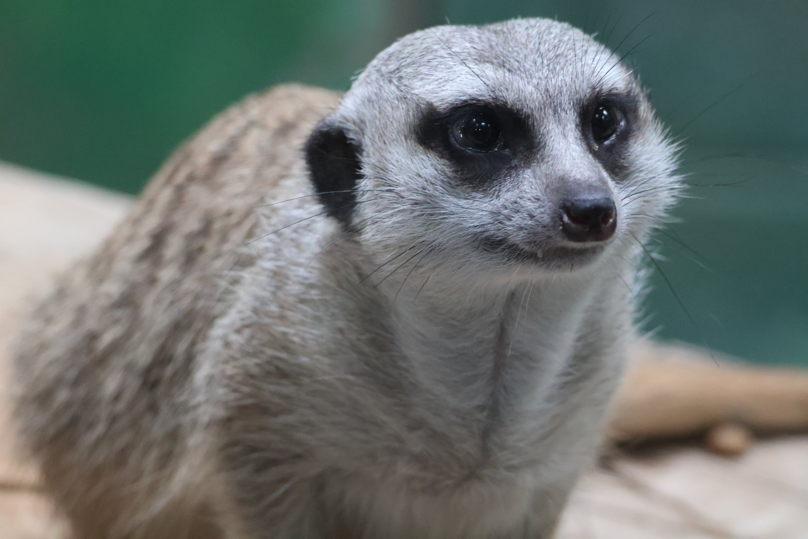 Meerkat