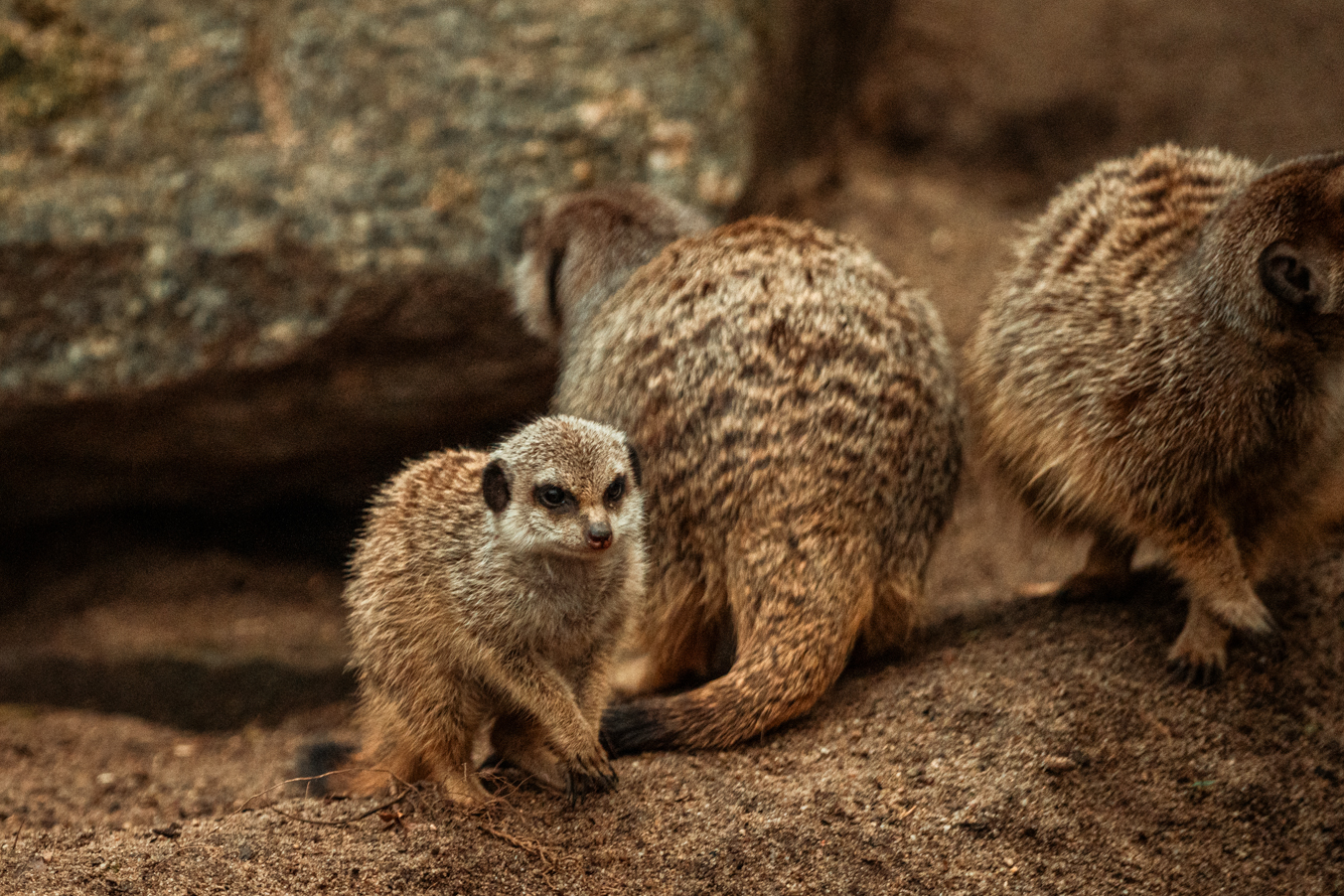 Meerkat