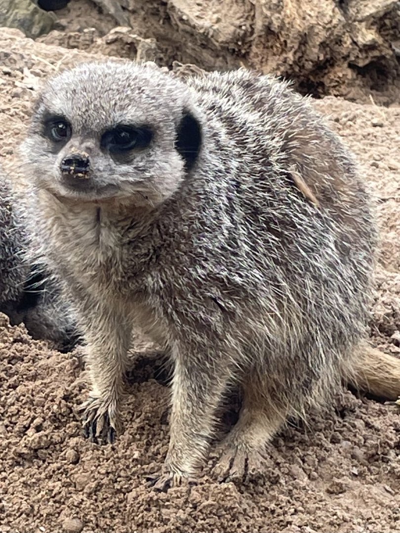 Meerkat