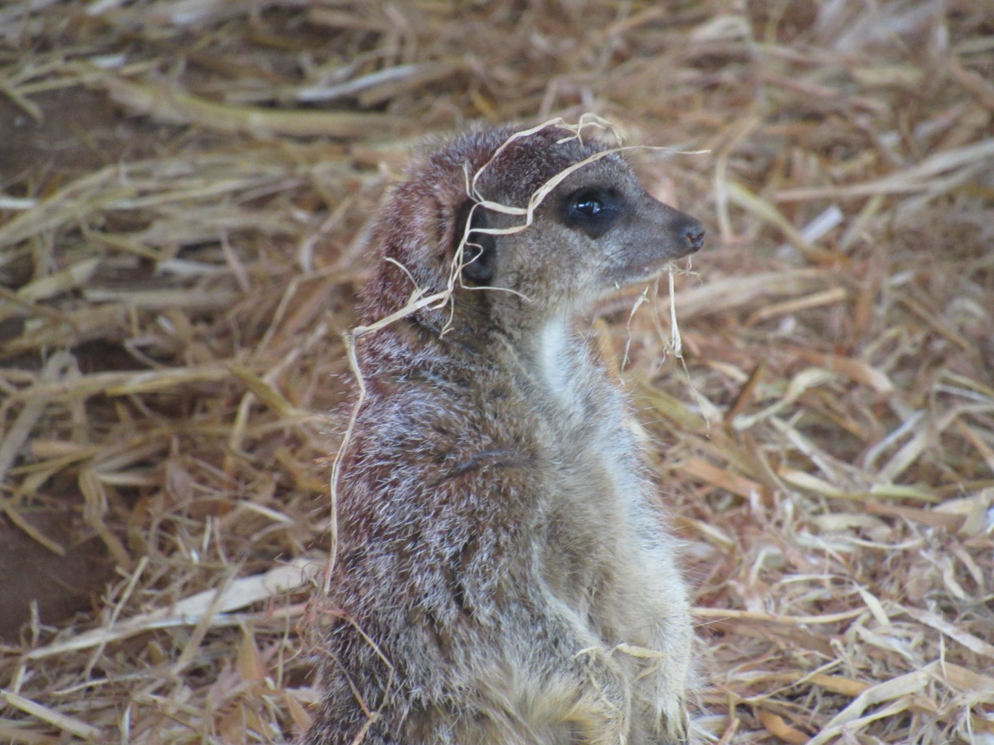 Meerkat