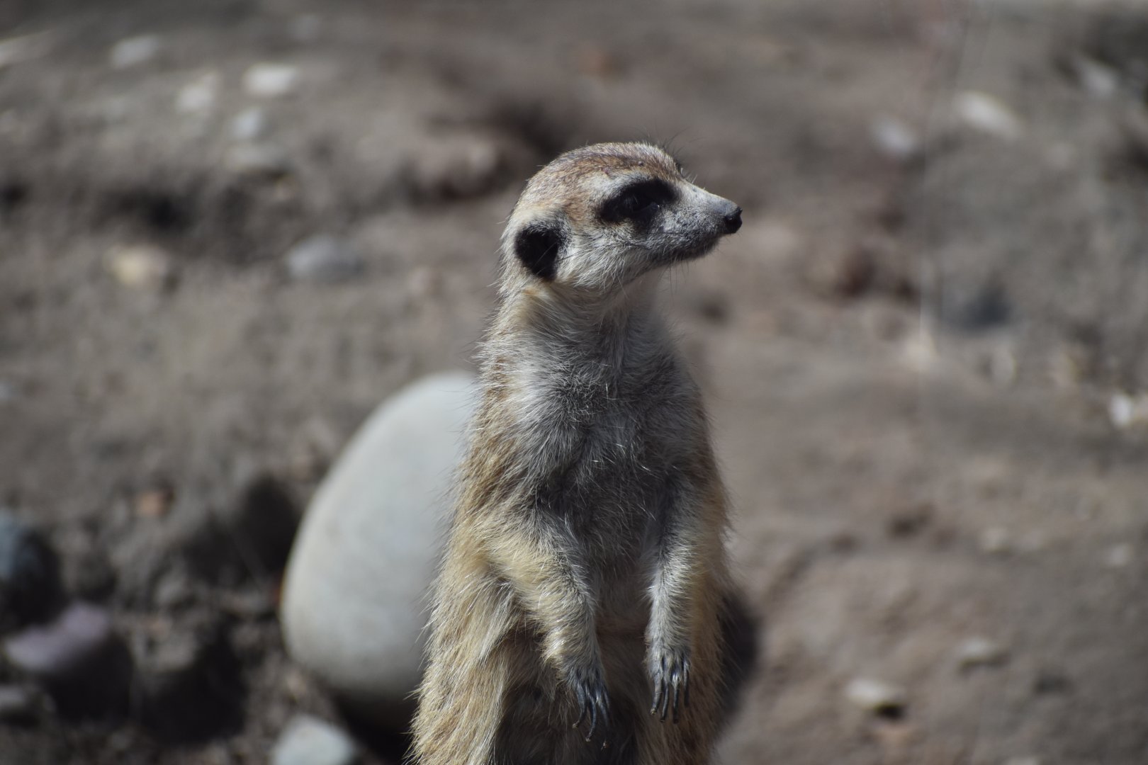 Meerkat