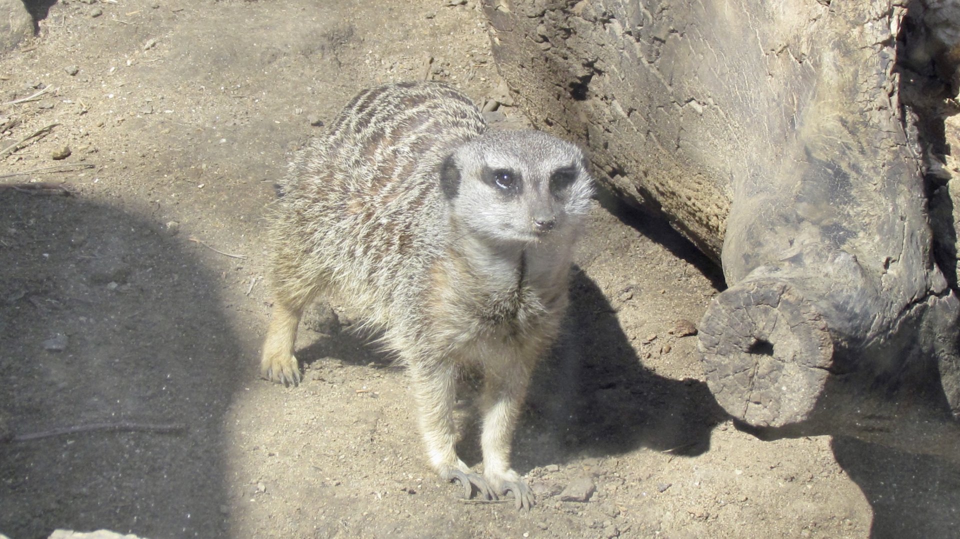 Meerkat