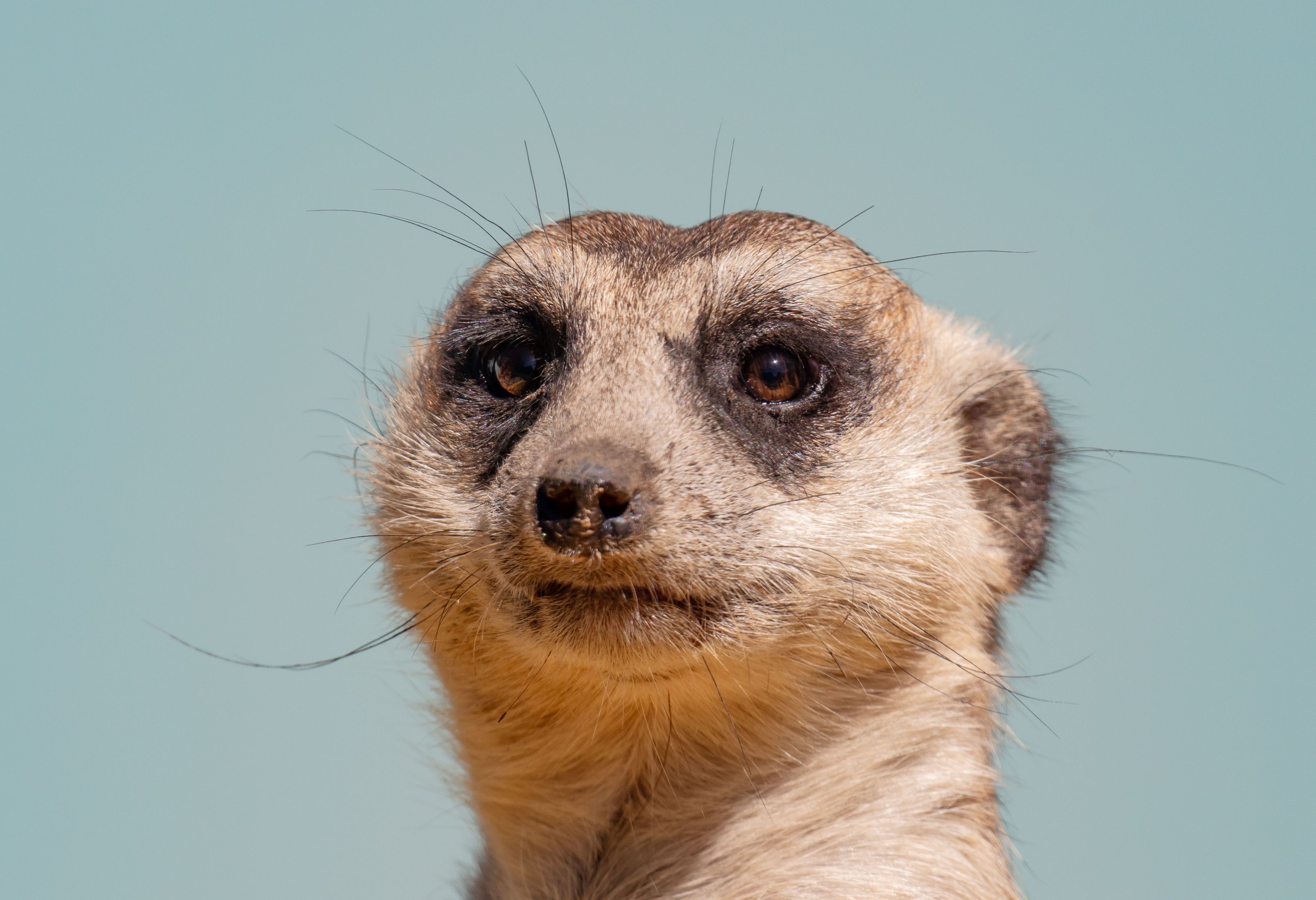 Meerkat