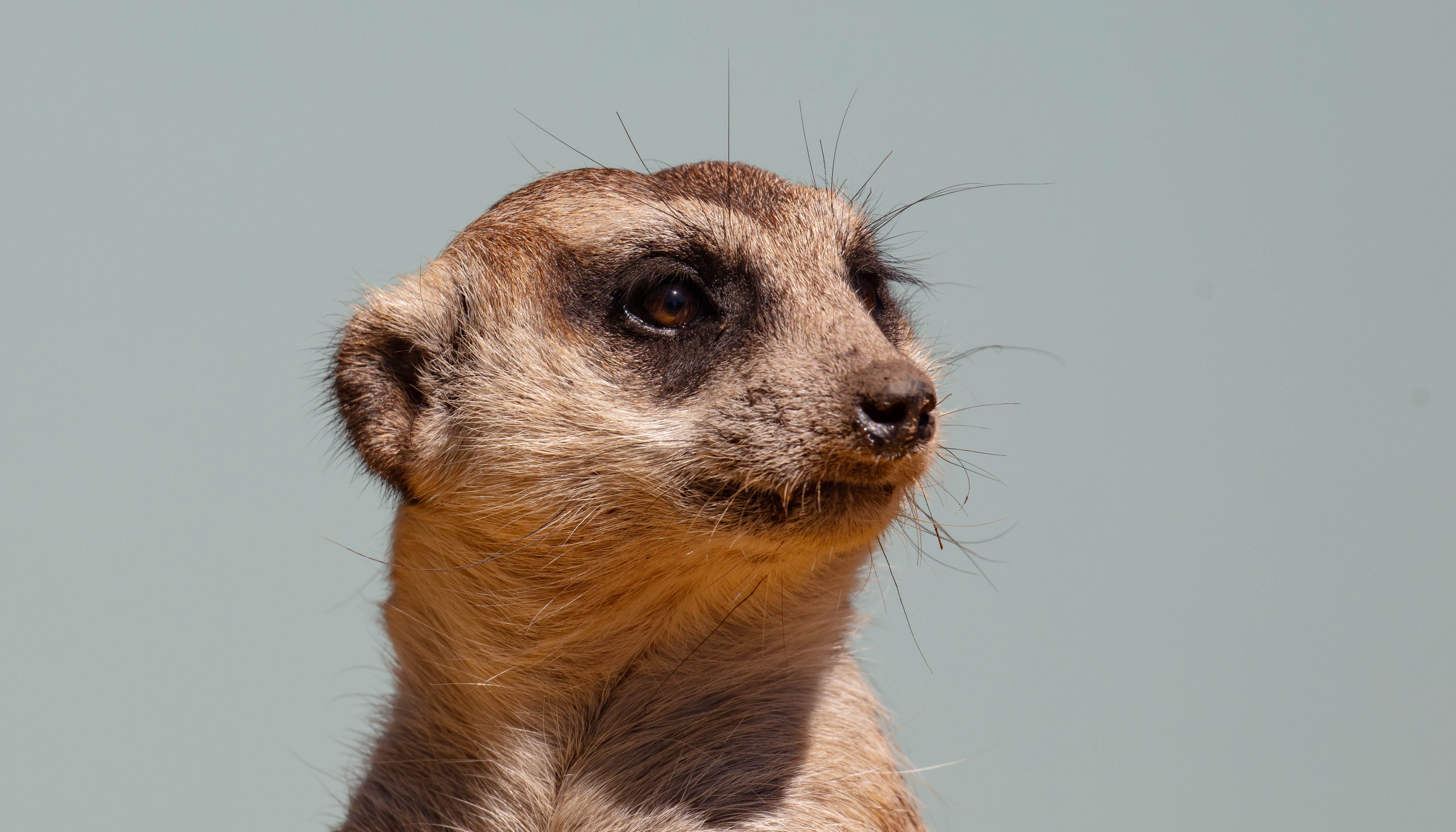 Meerkat