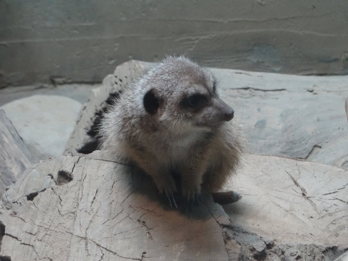 Meerkat