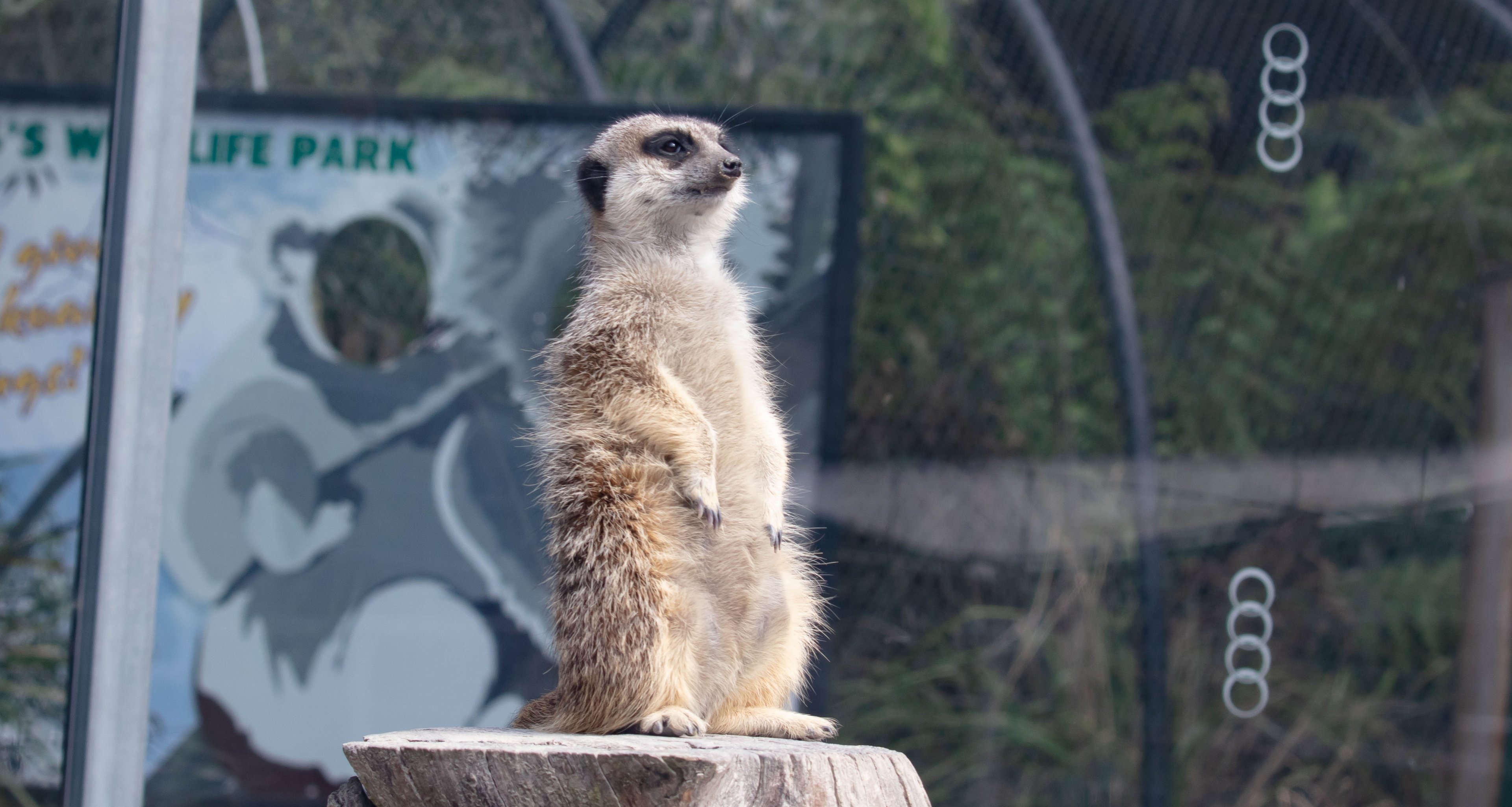 Meerkat