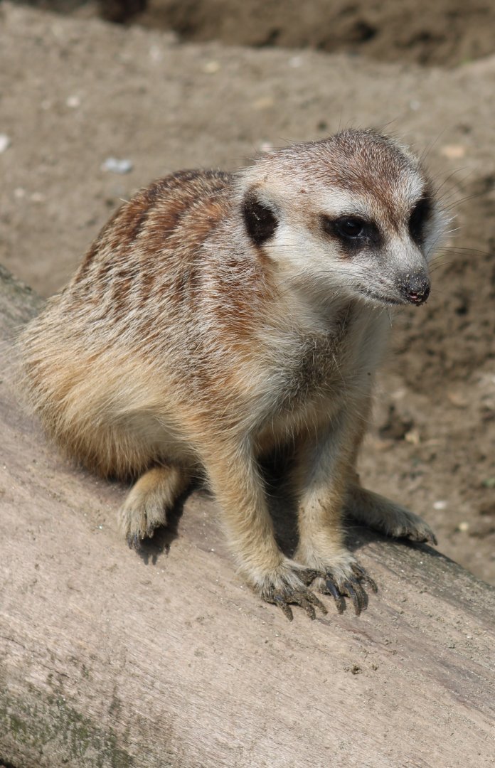 Meerkat