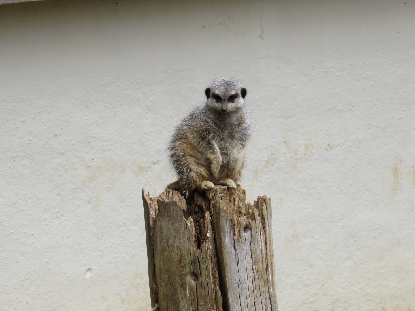 Meerkat