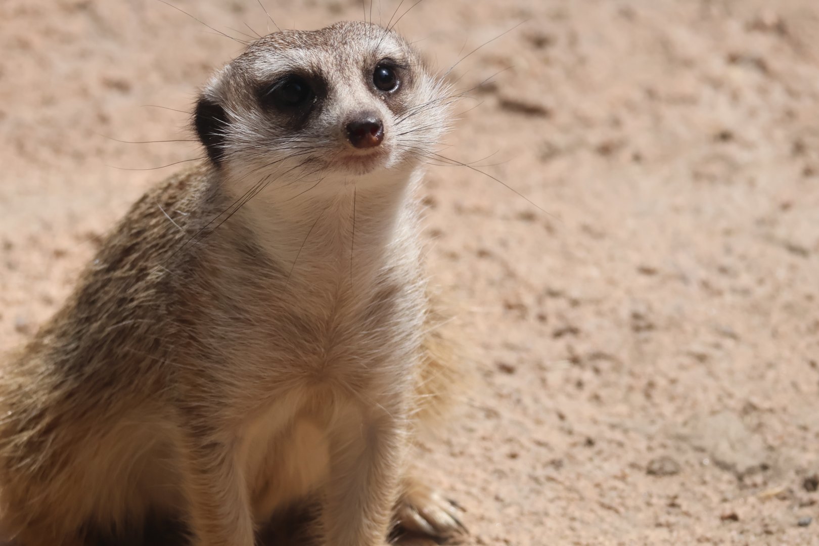 Meerkat